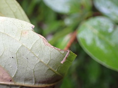 Coleophora cornella