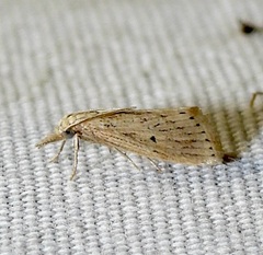 Diatraea lisetta