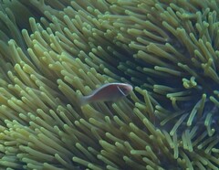 Amphiprion perideraion