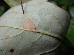Coleophora cornella