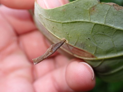Coleophora cornella