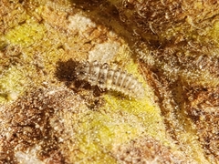 Psyllobora vigintimaculata