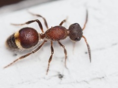 Pompiloidea