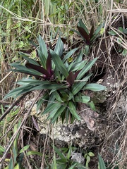 Tradescantia spathacea