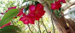 Adenium