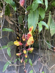 Thunbergia mysorensis image