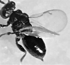 Eurytomidae