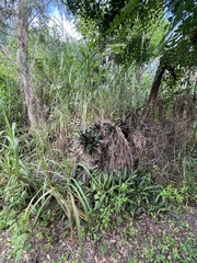 Tradescantia spathacea