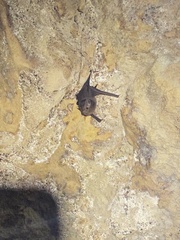 Peropteryx macrotis