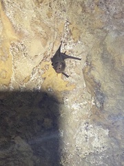 Peropteryx macrotis