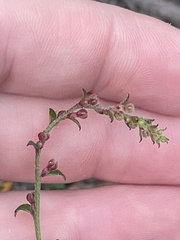 Gonocarpus tetragynus