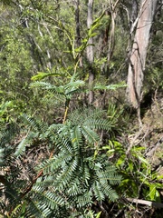 Acacia elata
