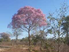 Handroanthus heptaphyllus