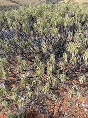 Eremophila freelingii
