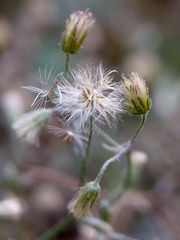 Erigeron divaricatus