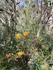 Daviesia corymbosa