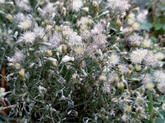 Erigeron divaricatus