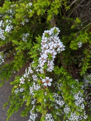 Leptospermum continentale