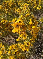 Senna artemisioides