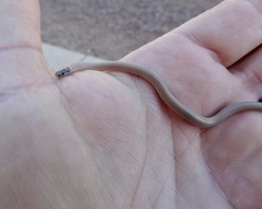 Tantilla hobartsmithi