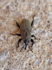 Sphenophorus coesifrons