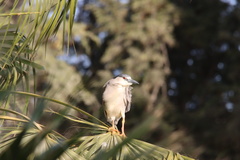 Nycticorax nycticorax