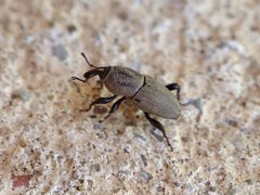 Sphenophorus coesifrons