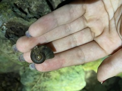 Neocyclotinae