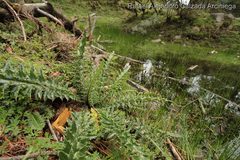 Cirsium ehrenbergii