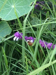 Xylocopa tabaniformis azteca