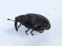 Orchestes pallicornis