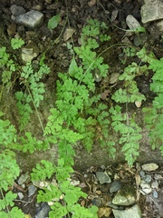 Cystopteris tennesseensis