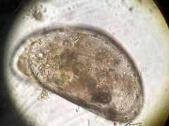 Ostracoda