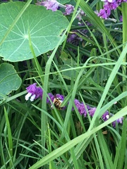 Xylocopa tabaniformis azteca