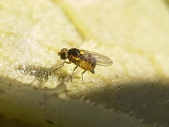 Liriomyza