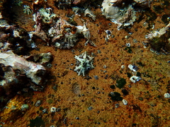 Scutellastra longicosta