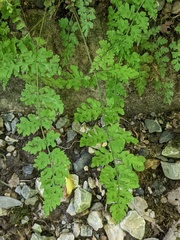 Cystopteris tennesseensis