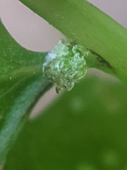 Cystopteris tennesseensis