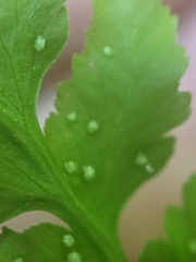 Cystopteris tennesseensis