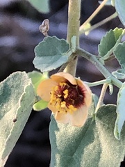 Abutilon incanum