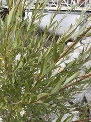 Salicaceae