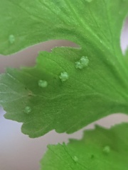 Cystopteris tennesseensis