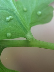 Cystopteris tennesseensis