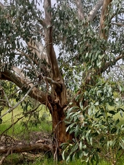 Eucalyptus viminalis pryoriana