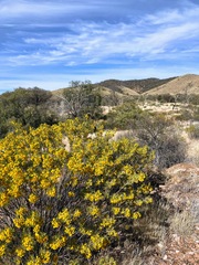 Senna artemisioides