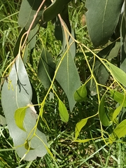 Eucalyptus viminalis pryoriana