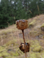 Fritillaria camschatcensis