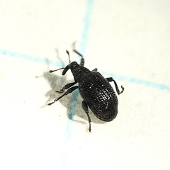 Orchestes pallicornis