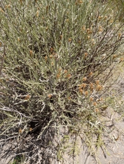 Cyclolepis genistoides