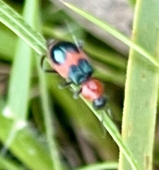 Dicranolaius cinctus